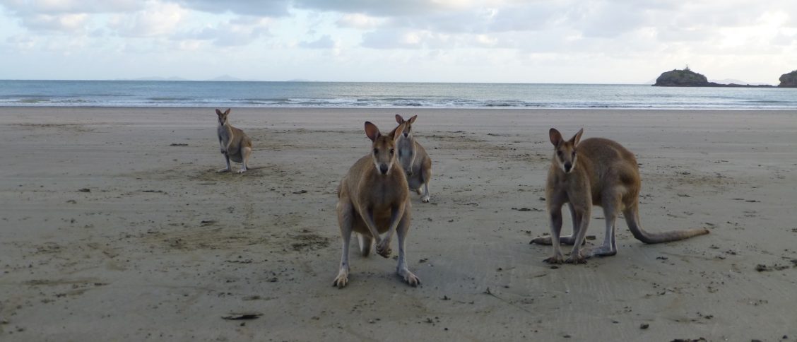 Australië oost rondreis