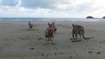 Australië oost rondreis