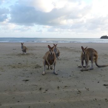 Australië oost rondreis